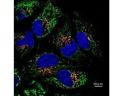 日本語 AcidiFluor™ Series（酸性 pH 応答性蛍光プローブ） | 五稜化薬
