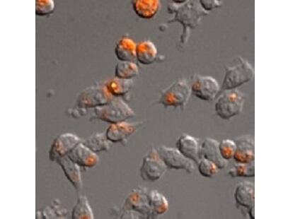 AcidiFluor™ Series（酸性 pH 応答性蛍光プローブ） | 五稜化薬