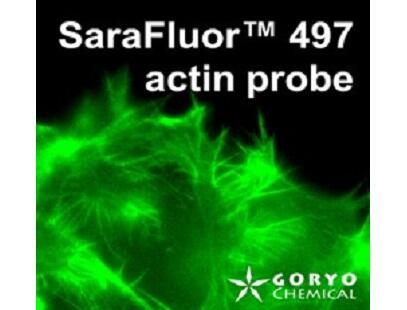 SaraFluor™ Structural Imaging Series(微細構造イメージング用蛍光